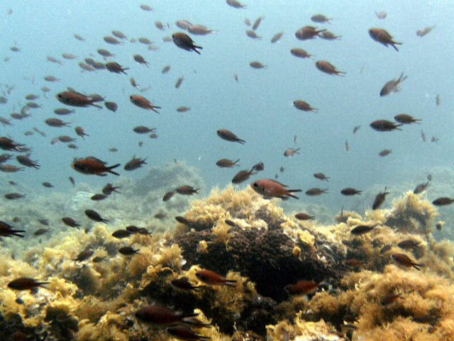 La France veut l'interdiction effective de la pêche électrique