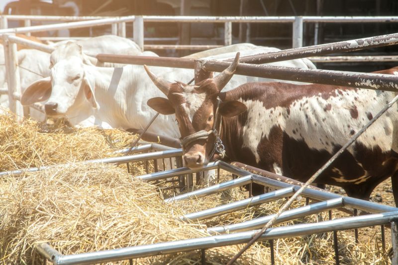 Le Brésil refuse de suspendre ses exportations de viande vers l'UE