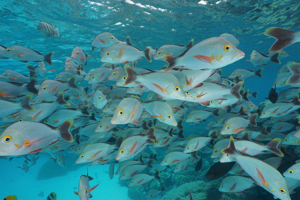fish