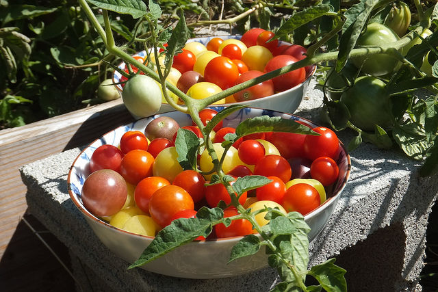 L’accord UE-Chili sur les produits bio dénoncé comme illogique