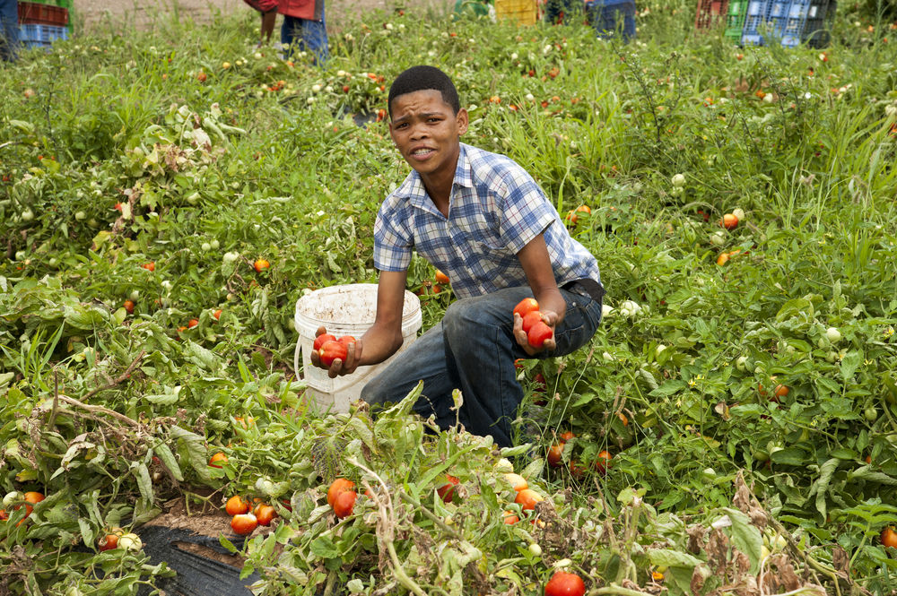 L&rsquo;agriculture représente toujours le principal vecteur d’emploi en Afrique. Mais les jeunes n&rsquo;y viennent pas par choix.