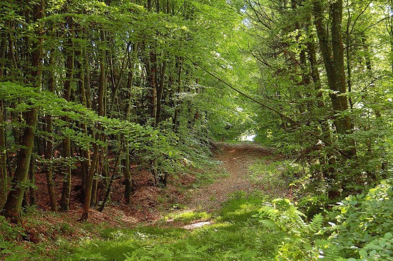 Les forêts, meilleur outil contre le réchauffement
