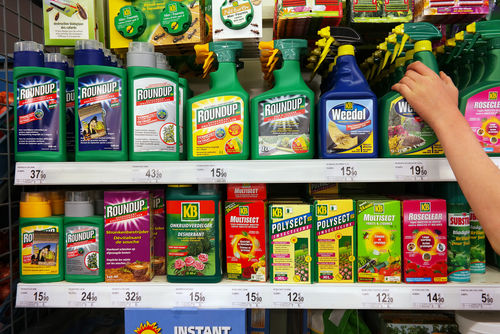 La nouvelle procédure d'autorisation du glyphosate démarre