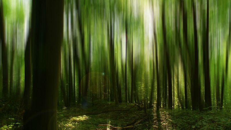 La crédibilité climat de l'UE menacée par les règles concernant la forêt