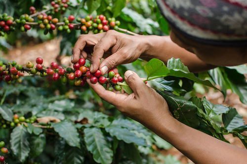 Menace climatique sur l’arabica d’Éthiopie