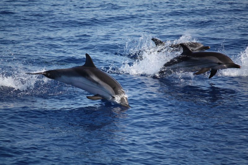 Des ONG saisissent Bruxelles sur l'échouage de dauphins