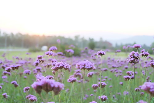 La compensation de la biodiversité ne marche pas