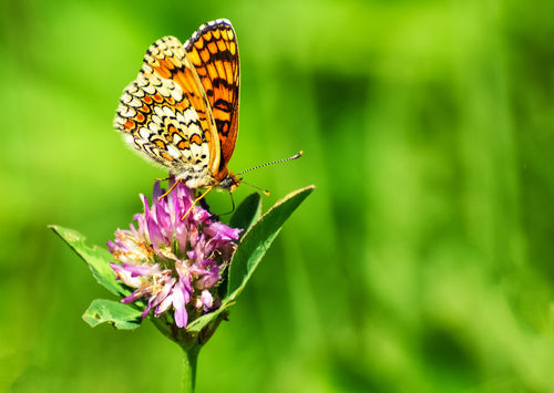 La PAC laisse de côté les abeilles et les pollinisateurs
