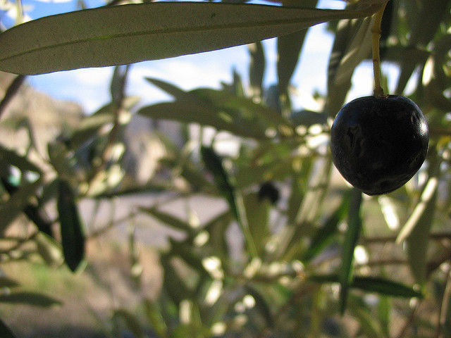 Les États-Unis veulent bloquer les importations d’olives espagnoles