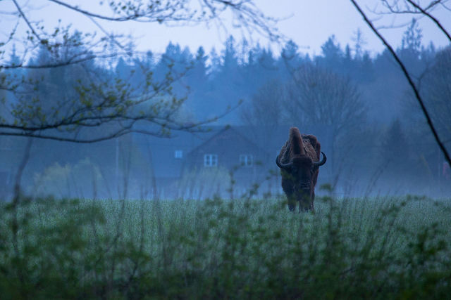 La CJUE ordonne à Varsovie de cesser les abattages dans la forêt de Białowieża