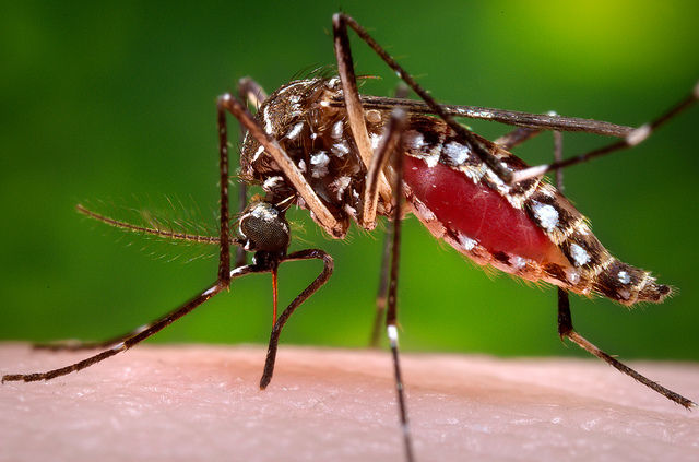 Maladies infectieuses: ce que le réchauffement nous concocte