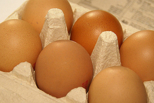 La Belgique accuse les Pays-Bas de silence sur le fipronil