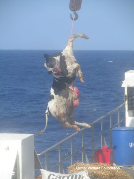 Bien-être animal: transport en mer, voyage en enfer