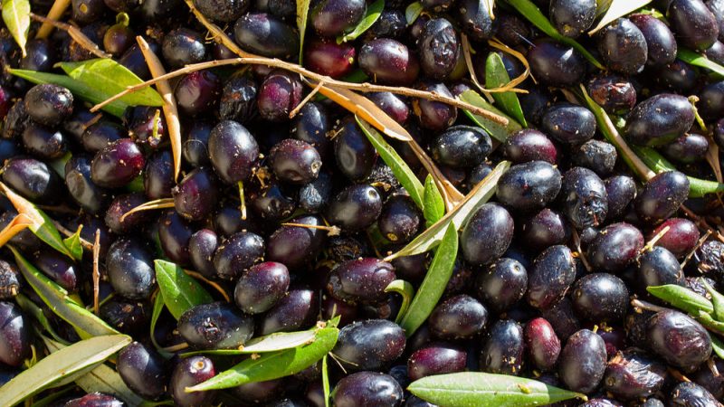 Bruxelles vole au secours des olives espagnoles