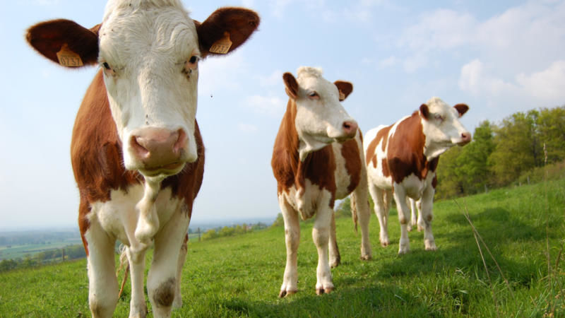 La stratégie «  De la ferme à la fourchette » s’impose d’elle-même en France