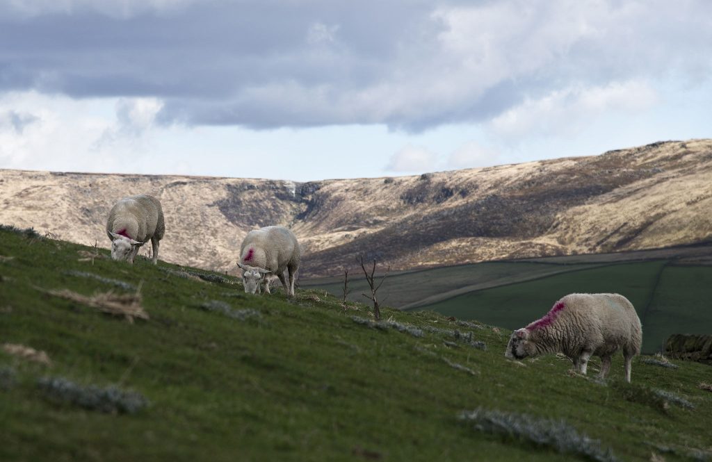 sheep_farm_England_CREDIT[Simon Harrod_Flickr]