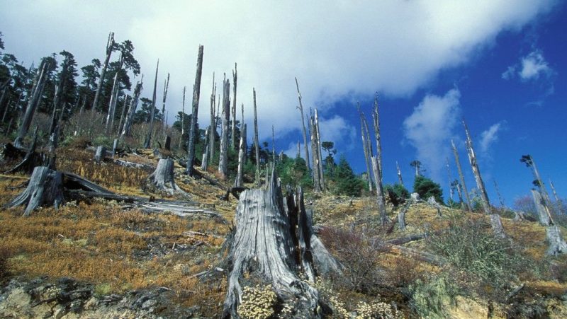 Figueres souhaite un plan d’action contre la «déforestation importée»