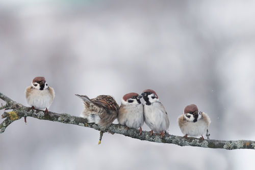La PAC a échoué à stopper le déclin de la biodiversité des terres agricoles