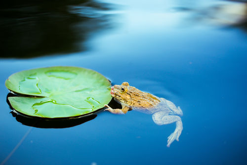 Bruxelles tarde à agir contre la pollution de l'eau par les médicaments