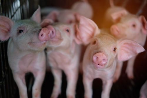 Un virus de grippe porcine sera-t-il à l’origine de la prochaine pandémie ?