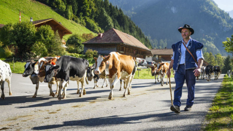 La vague de chaleur menace la transhumance en Italie