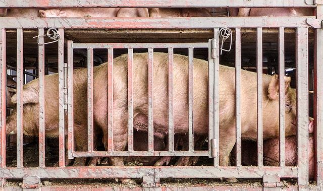 La Commission ne prévoit pas de texte sur le transport des animaux