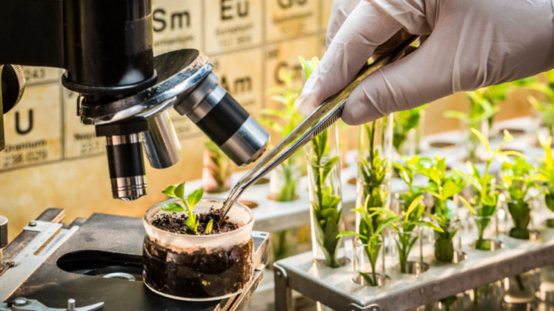 Sélection des plantes et OGM, des techniques à différencier ?
