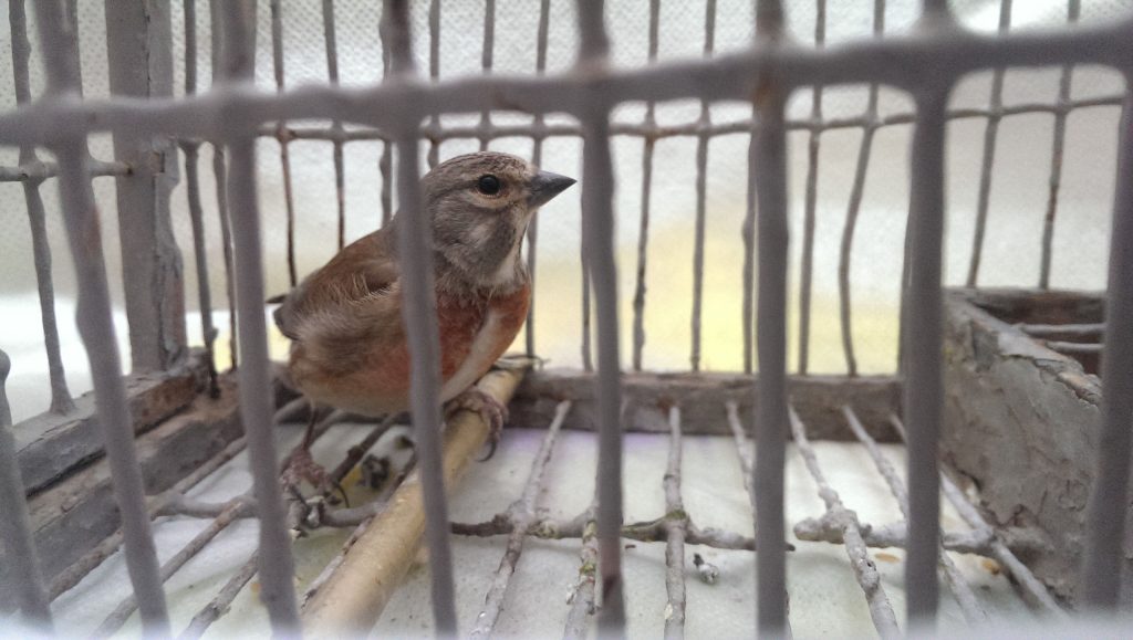 1. Linnet in a cage_BirdLife Malta