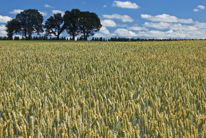 Agriculture et biodiversité : Bruxelles verdit sa feuille de route