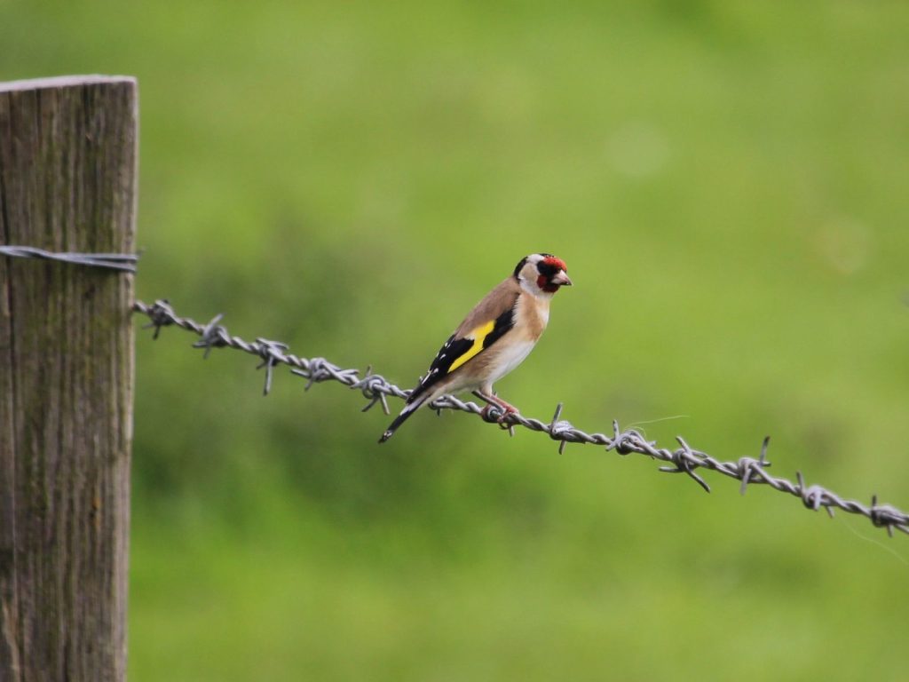 bird_fence_CREDIT[Terry Hughes_Flickr]