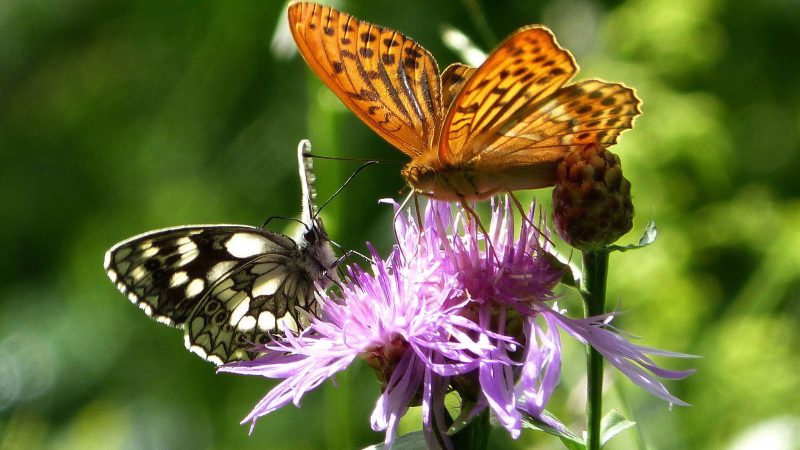 Le déclin des insectes attise le débat sur les pesticides