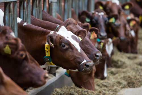 La souveraineté alimentaire, utopie ou réalité ?