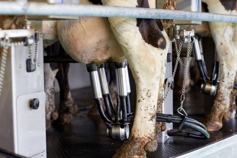 La crise du coronavirus ébranle le marché du lait
