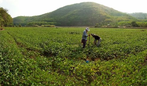 Isolé sur le glyphosate, le CIRC répond