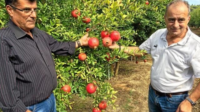 Les paysans grecs et leur juteux jardin d'Olympe