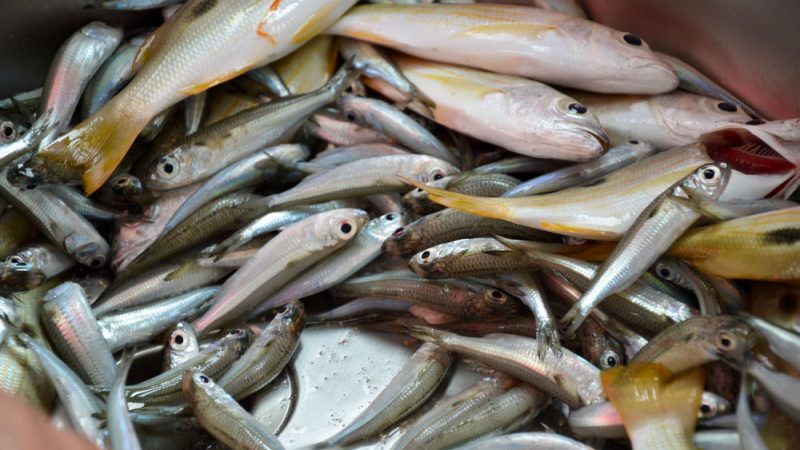 La France reste favorable à une pêche électrique limitée en Europe