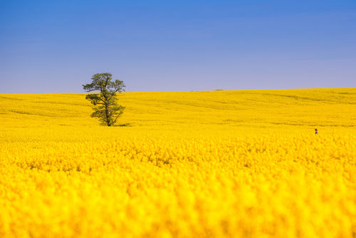 Le biodiesel argentin débarque, le colza français s'inquiète
