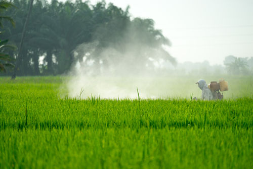 Paris se désolidarise de l'UE en prévoyant la fin du glyphosate en 2020