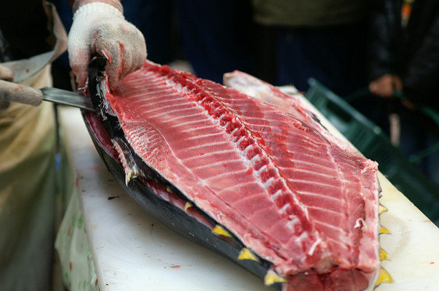 Forte hausse des quotas de pêche de thon rouge
