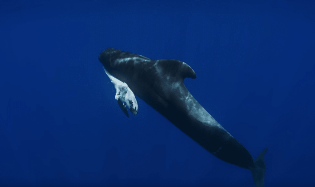 A_BluePlanet_PilotWhale