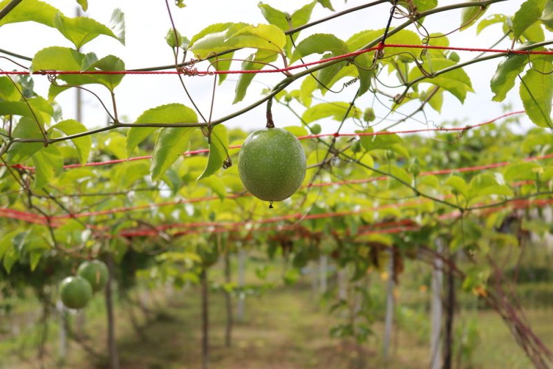 Les fermes biologiques s'avèrent plus rentables
