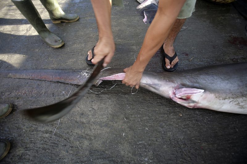 A Sao Tomé, les bateaux européens braconnent les ailerons de requins