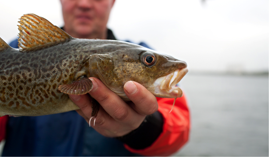 peche