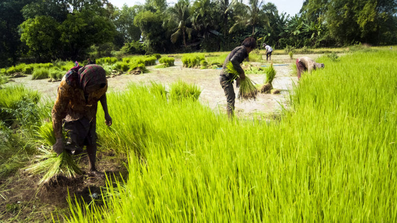 Rome vent debout contre les importations de riz asiatique