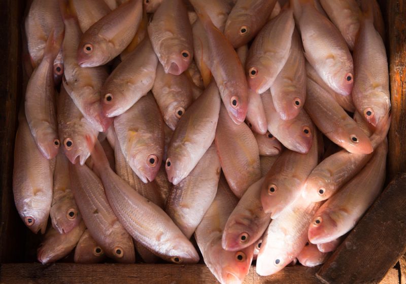 Intermarché rejoint la lutte contre la pêche électrique