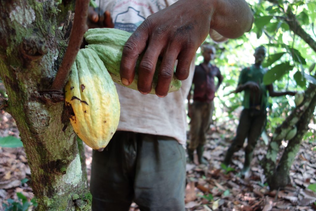Les planteurs de cacao en Côte d&rsquo;Ivoire récolte les cabosses.