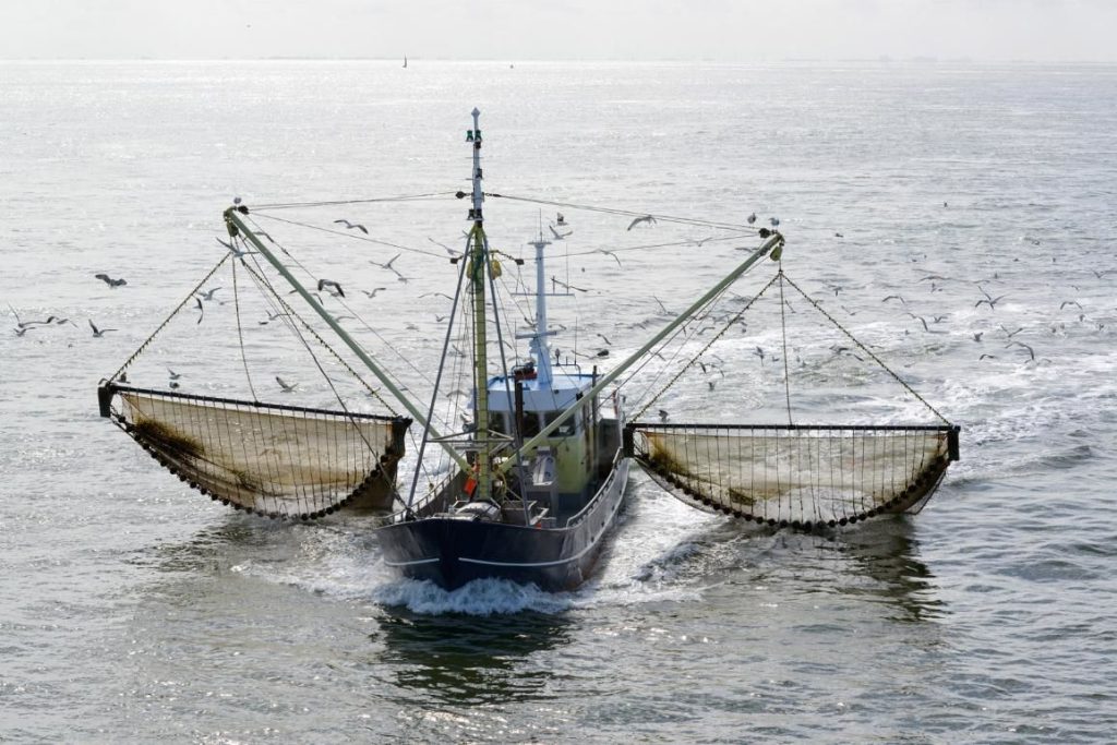  La pêche électrique ravage les fonds marins 