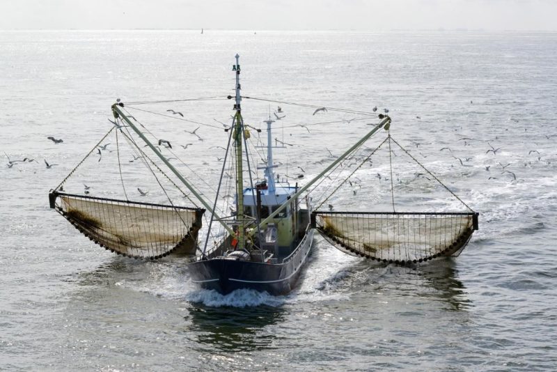  La pêche électrique ravage les fonds marins 