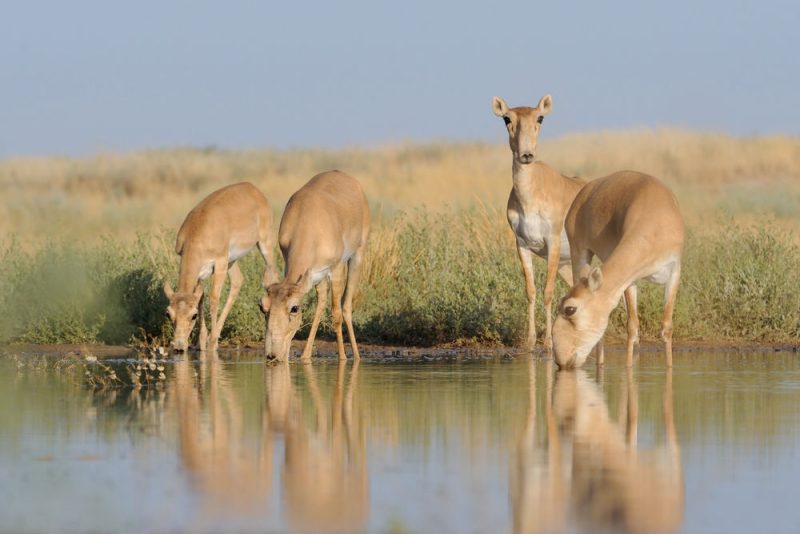 Des antilopes décimées par une bactérie… et le climat