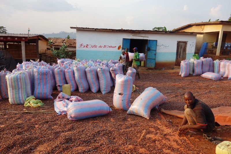 La fraude à la certification gangrène la filière cacao en Côte d’Ivoire